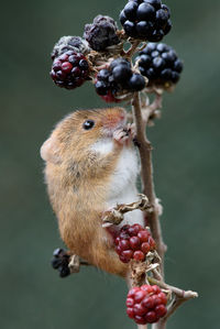 Close-up of berries on twig