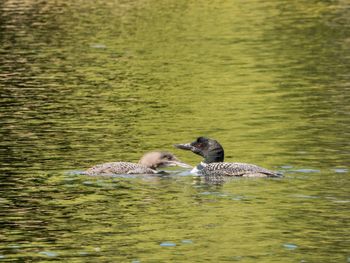 Ducks swimming in lake