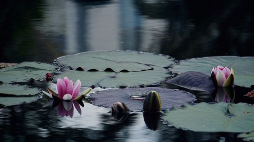 Pink water lily with leaves in lake