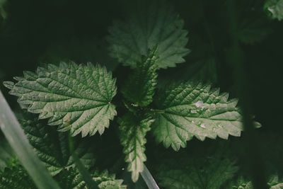 Close-up of fresh green leaves