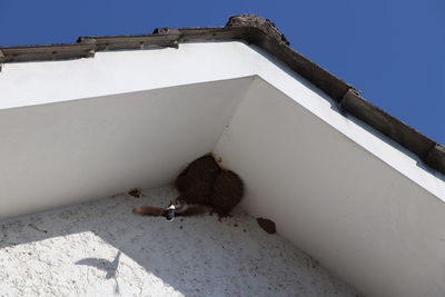 Low angle view of cat on retaining wall against clear sky