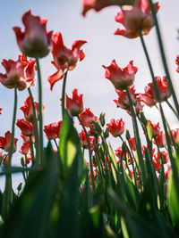 Close-up of red flowering plants on field
