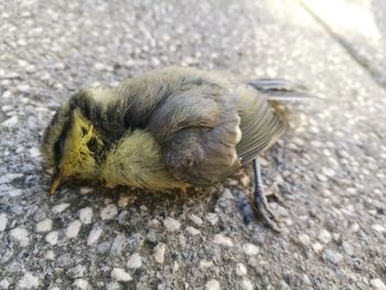 Close-up high angle view of bird