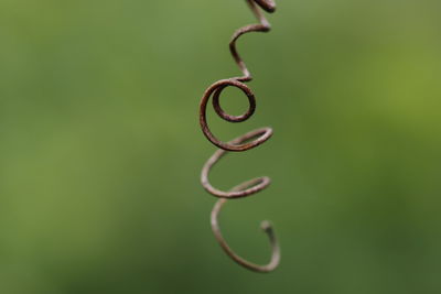 Close-up of spiral wire on plant