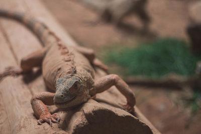 Close-up of lizard