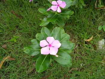 High angle view of pink flower on field