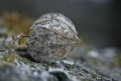 Close-up of shell on rock