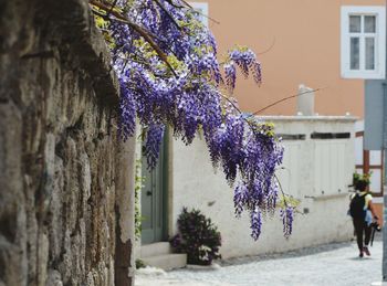 Purple flowering tree by building in city