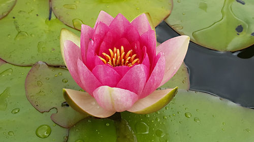 High angle view of lotus water lily in pond