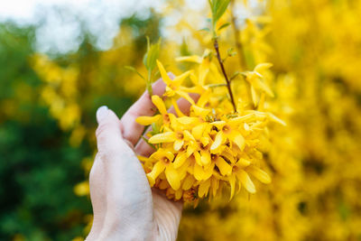 Cropped hand of woman holding plant