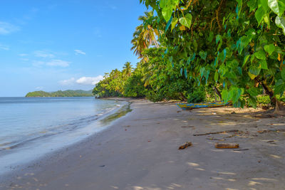 Trees on beach against sky