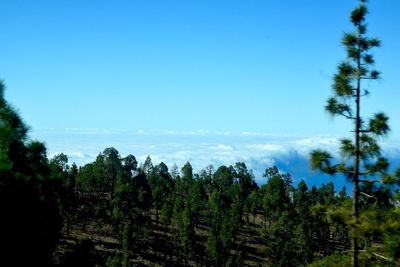 Pine trees in forest against clear blue sky