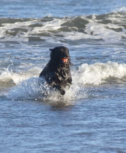 Dog swimming in sea