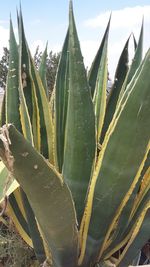 Close-up of prickly pear cactus