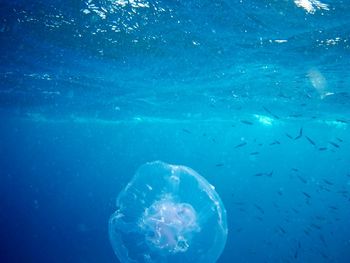 Jellyfish in sea