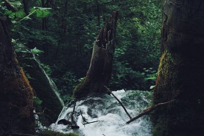 Trees in forest