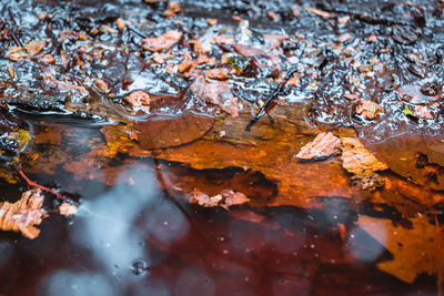 Full frame shot of autumn leaves floating on water