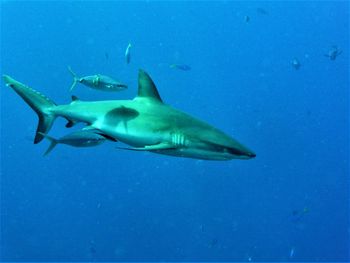 Close-up of fish swimming in sea