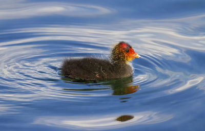 Eurasian or common coot, fulicula atra, duckling on the waterlake