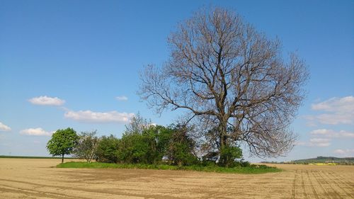 Trees on field against cloudy sky