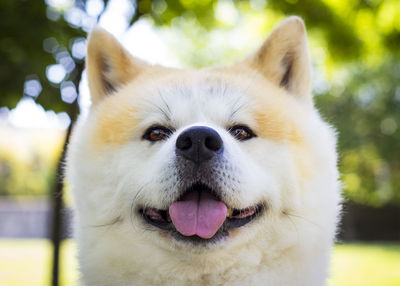 Akita inu dog very happy in a park