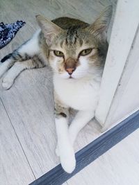 High angle portrait of cat relaxing on floor