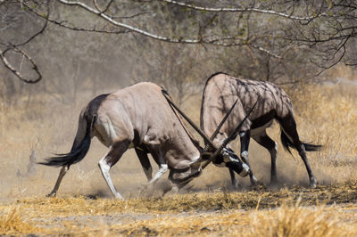 Side view of two horses on land