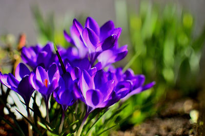Purple flowers as first sign of spring on a sunny day in transylvania