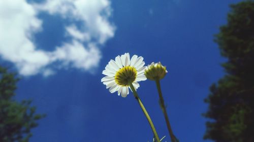 Close-up of yellow flower blooming against sky