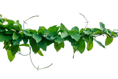 Low angle view of plant against clear sky