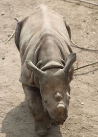 Close-up of on rhino