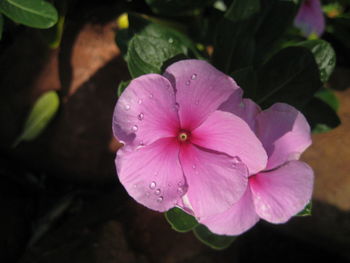 Close-up of water drops on pink flower blooming outdoors