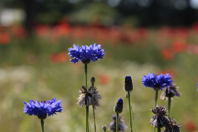 Close-up of purple flowering plant on field