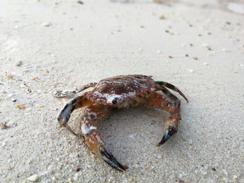 Close-up of crab on sand