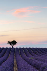 Scenic view of lavender field against sky