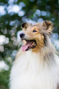 Close-up of a dog looking away