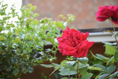 Close-up of red rose