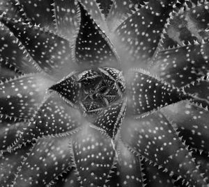 Close-up black and white of cactus presented as an abstract