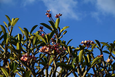 Low angle view of flowering plant against blue sky