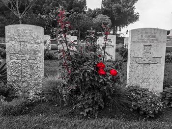 Red flowering plant against trees at cemetery