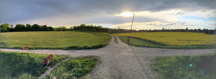 Scenic view of field against sky during sunset