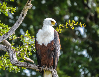 Low angle view of eagle perching on tree