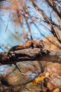 Low angle view of squirrel on branch