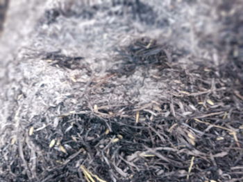 Full frame shot of dry plants