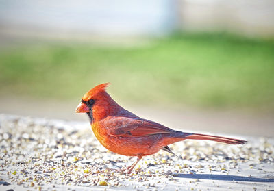 Close-up of bird