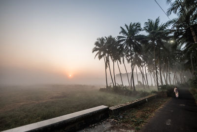 Scenic view of palm trees against sky during sunset