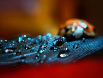 Close-up of water drops on blue table