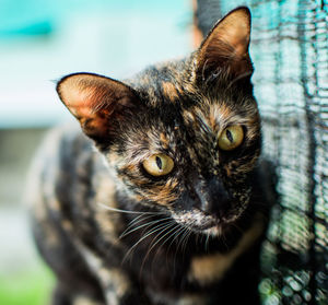 Close-up portrait of a cat