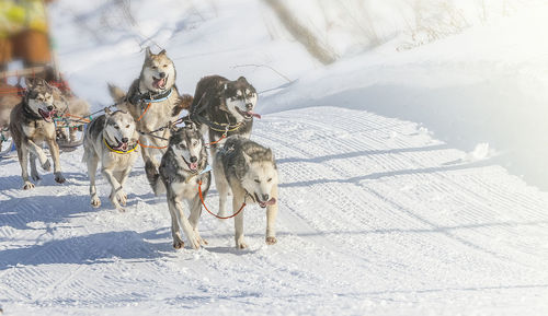 Traditional kamchatka dog sledge race elizovsky sprint