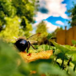 Close-up of bee pollinating flower